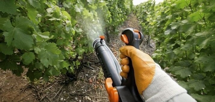 Обработка фунгицидом земли в винограднике