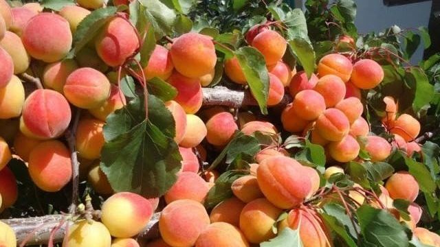 Лучшие сорта абрикосов для средней полосы России