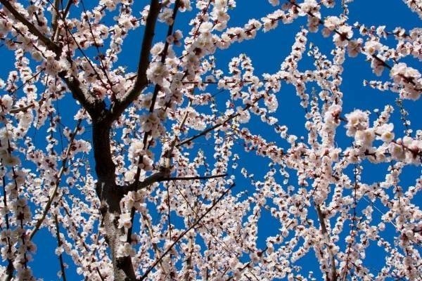 Абрикос дерево цветение