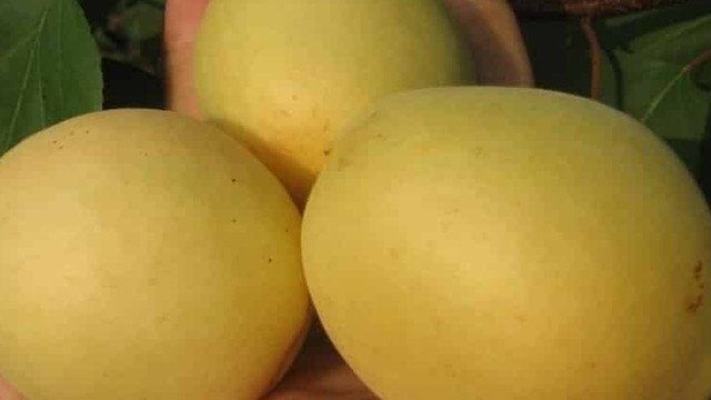 Описание сорта абрикосов Лимонка и характеристика урожайности, нюансы выращивания