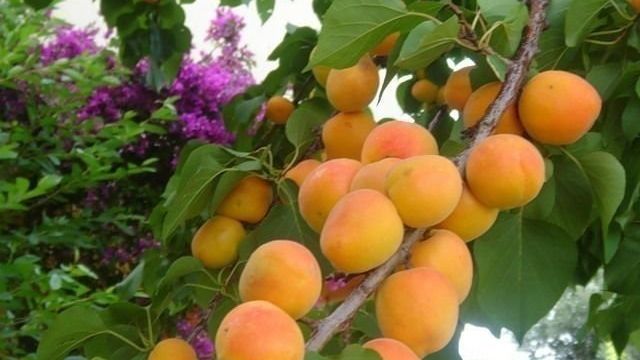 Особенности абрикоса сорта Чемпион Севера