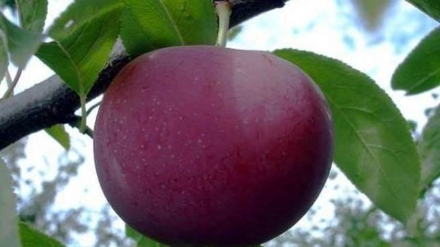 Гибриды абрикоса: характеристика и особенности выращивания