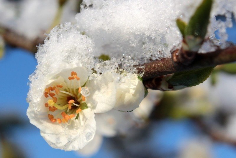 Цветки яблони в снегу