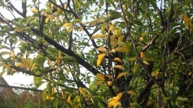 Почему желтеют листья у алычи