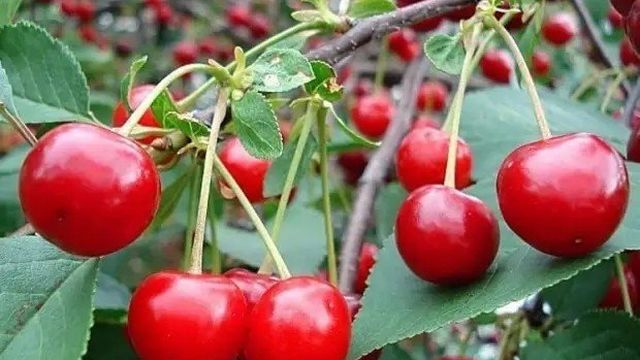 Описание вишни сорта «Уральская Рубиновая»