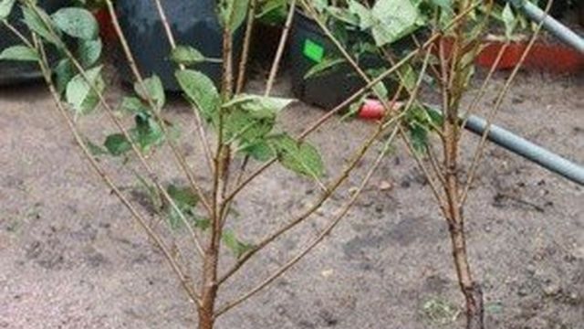 Пошаговое руководство посадки вишни саженцами весной, учитывая погодные условия, территорию