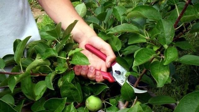 Как и когда правильно обрезать плодовые деревья