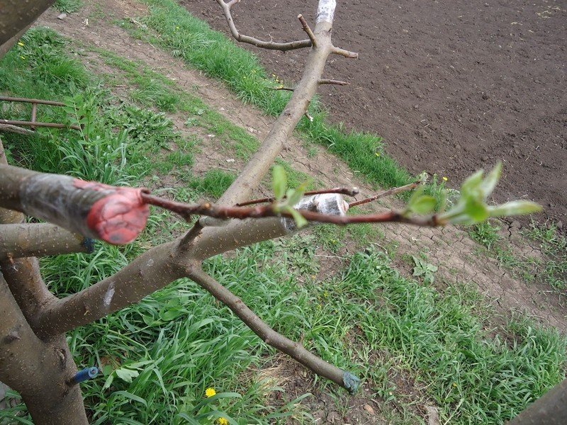 Прививка яблони весной для начинающих