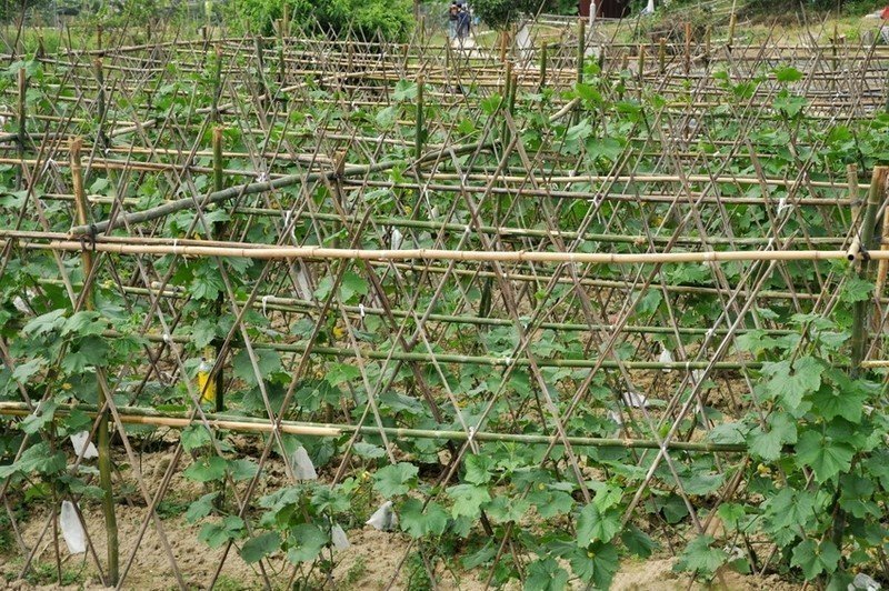 Выращивание огурцов на шпалере в открытом грунте