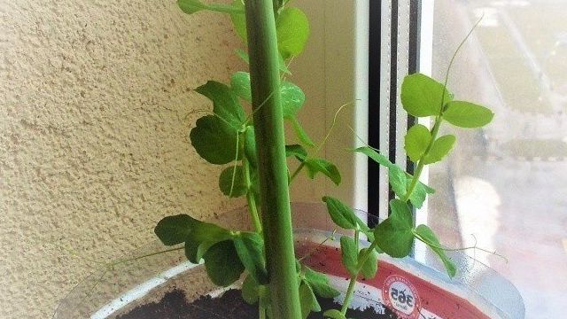 Выращивание гороха на балконе: 5 рекомендаций для получения хорошего урожая