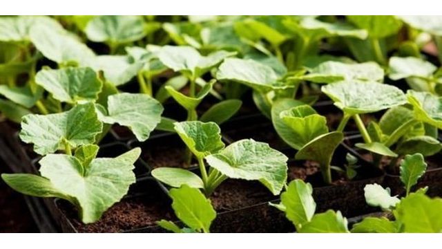 Где и как правильно посадить кабачки на рассаду: инструкция от подготовки семян до пересадки молодняка на участок