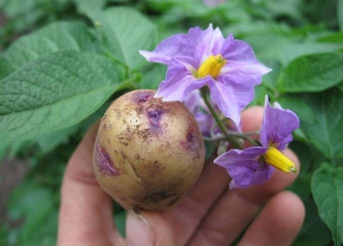 Жуковская сорт картофеля