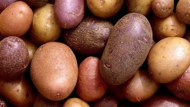 Посадка картофеля по голландской технологии
