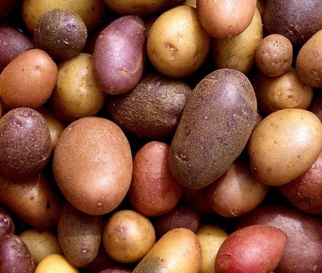 Ультраранние сорта картофеля