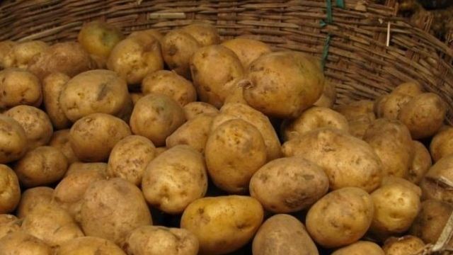 Выращивание картофеля по голландской технологии, в том числе методы посадки