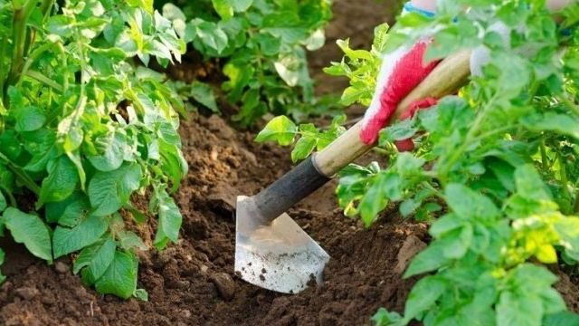12 способов посадки картофеля