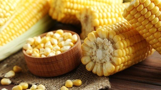 Как правильно вырастить кукурузу в огороде