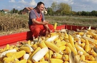 Сельское хозяйство сербии