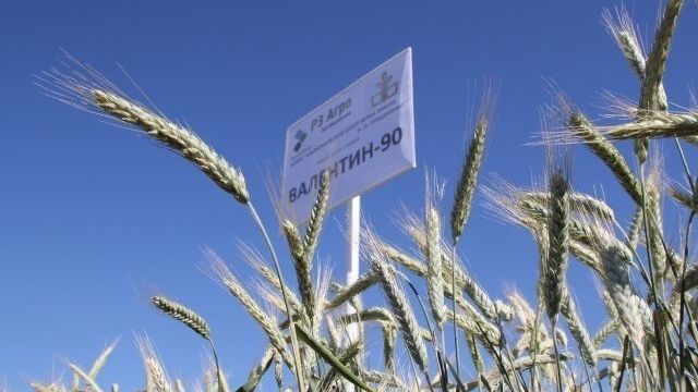 Тритикале: даст зерно и зелёную массу там, где пшеница не растёт