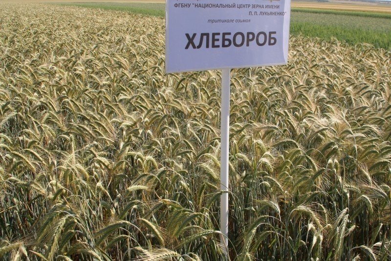 Северное поле пшеницы