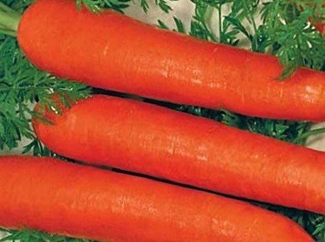 Семена моркови для урала и сибири лучшие сорта