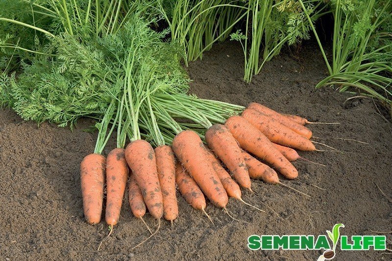 Сроки и особенности сбора семян моркови