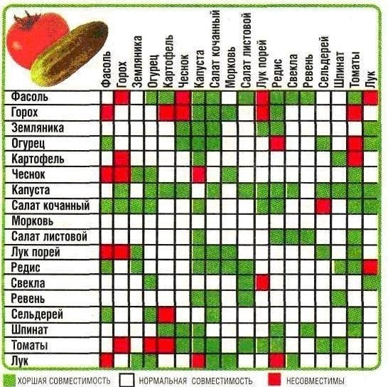 Соседство овощей на грядках таблица совместимости растений