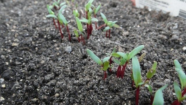 Как вырастить здоровую рассаду свёклы