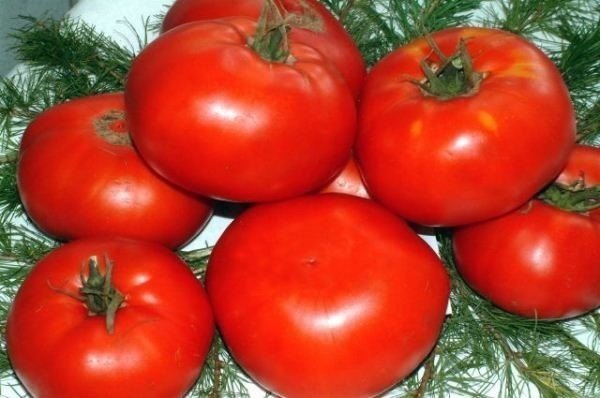 Кубань томат помидоры