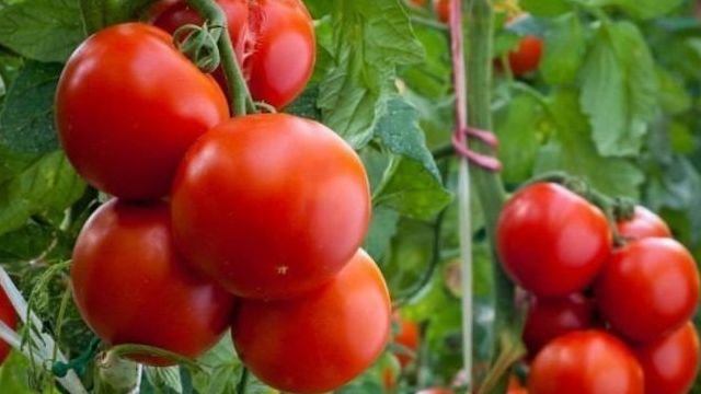 Лучшие сорта томатов для Краснодарского края в открытый грунт