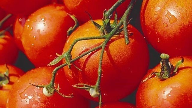 Сорт томата Дубрава: описание и советы по выращиванию