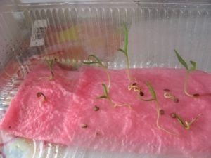 Проращивание семян на ватных дисках