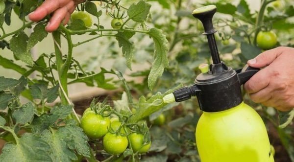 Борная кислота помогает от фитофторы на помидорах