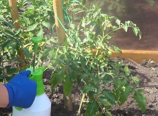Опрыскивание рассады томатов