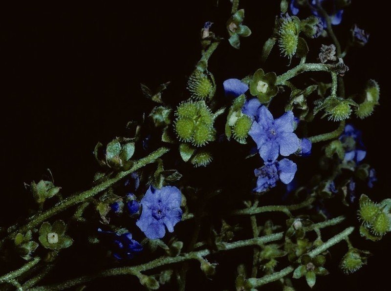 Полевые цветы синие