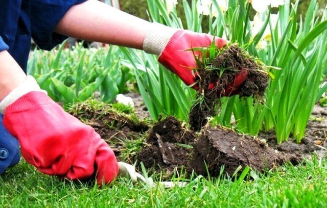 Weeding your garden like an expert