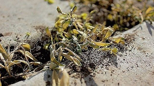 Уксус — природный гербицид в борьбе с сорняками