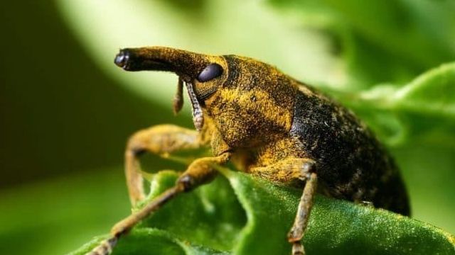 Фото и описание жука-долгоносика: откуда берется насекомое в квартире и на участке и как от него избавиться