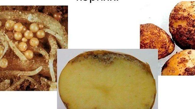 Картофельная нематода: фото, описание и лечение