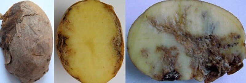 Стеблевая нематода дитиленхоз картофеля
