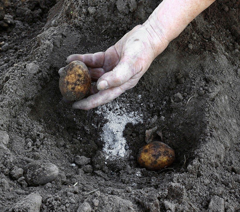 Зола для удобрения картофеля