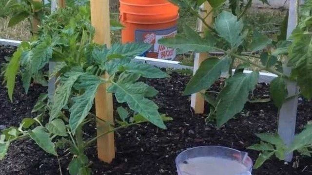 Правильная подкормка томатов на каждом этапе роста