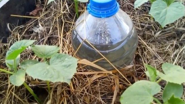 Как сделать капельный полив для огурцов из пластиковых бутылок