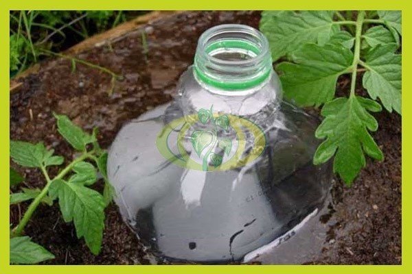 Пластиковые бутылки для полива