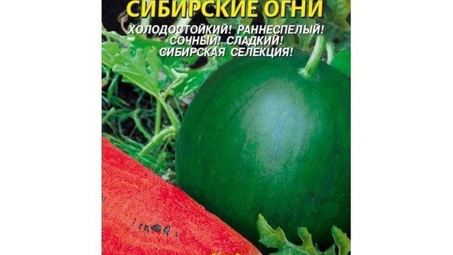 Описание сорта арбуза Сибирские огни, технология выращивания, посадка и уход