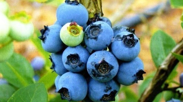 Самые урожайные сорта садовой голубики, выращиваемые в России, Беларуси и Украине