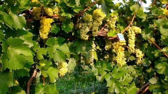 Лучшие сорта белого винограда
