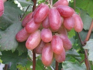 Описание сорта винограда «Юбилей Новочеркасска»