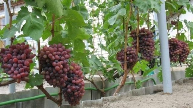 Описание сорта винограда «Юбилей Новочеркасска»