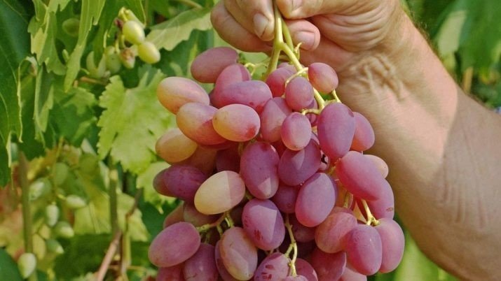 Сорт винограда сенсация